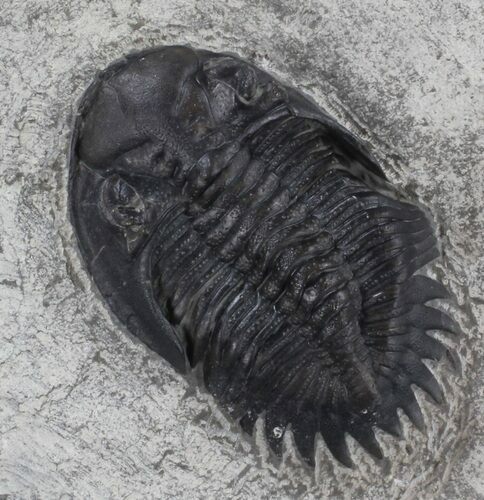 Scarce Greenops Trilobite From New York #37503